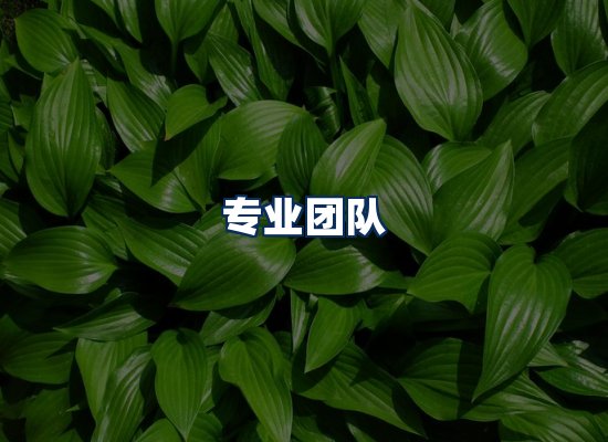 专业团队